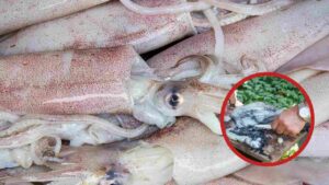 Come pulire calamari - Culinaria.it