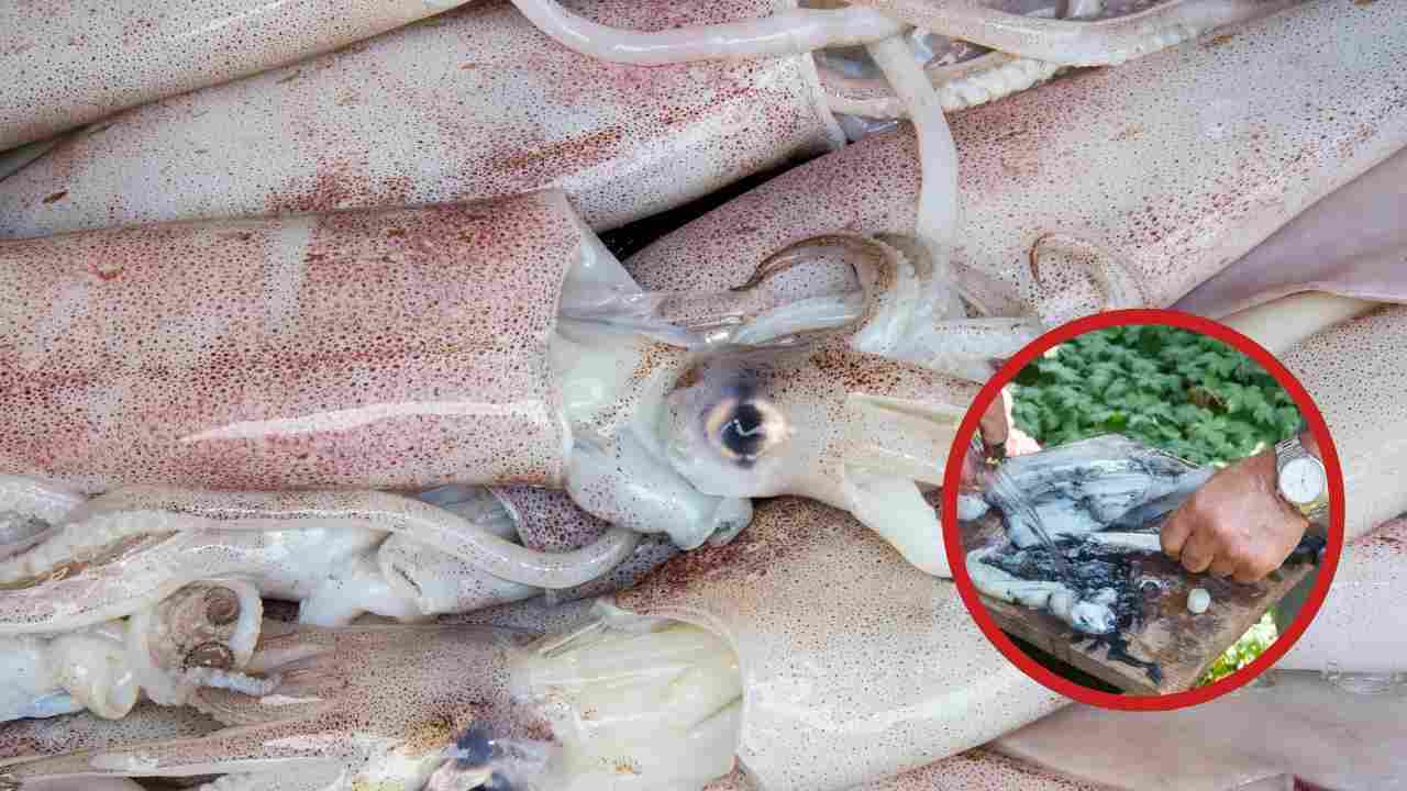 Come pulire calamari - Culinaria.it
