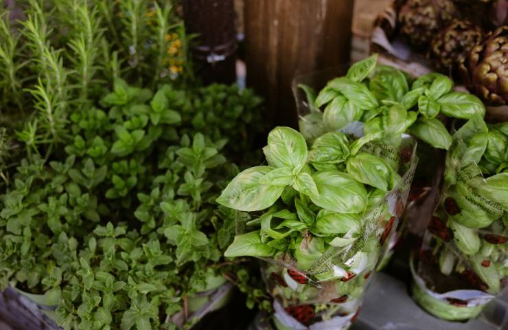 Diverse erbe aromatiche in vaso