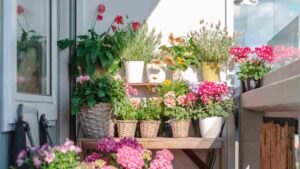 Diverse piante su un balcone in estate