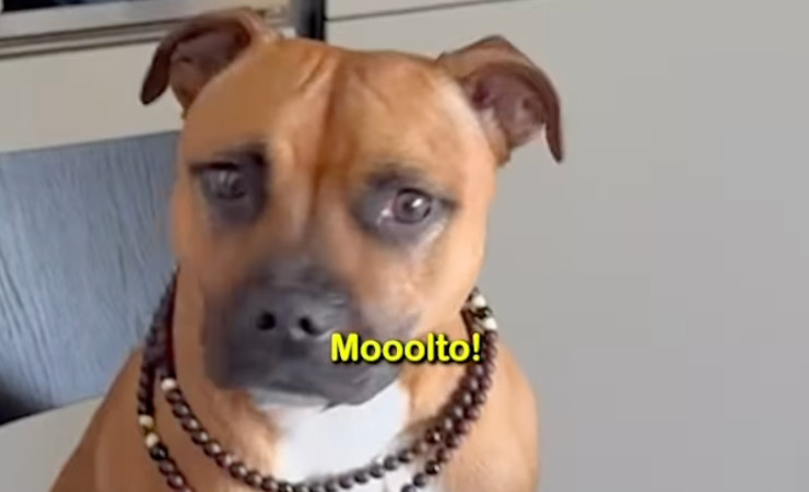 Cagnolina Mila del video di Bruno Barbieri