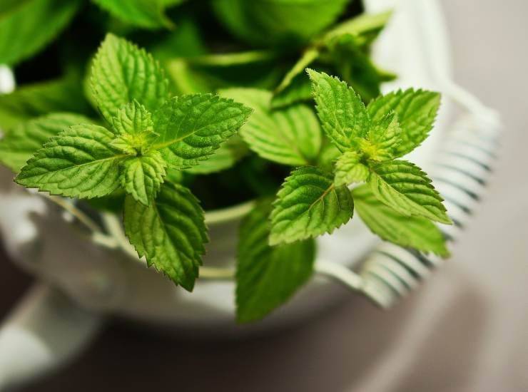 menta