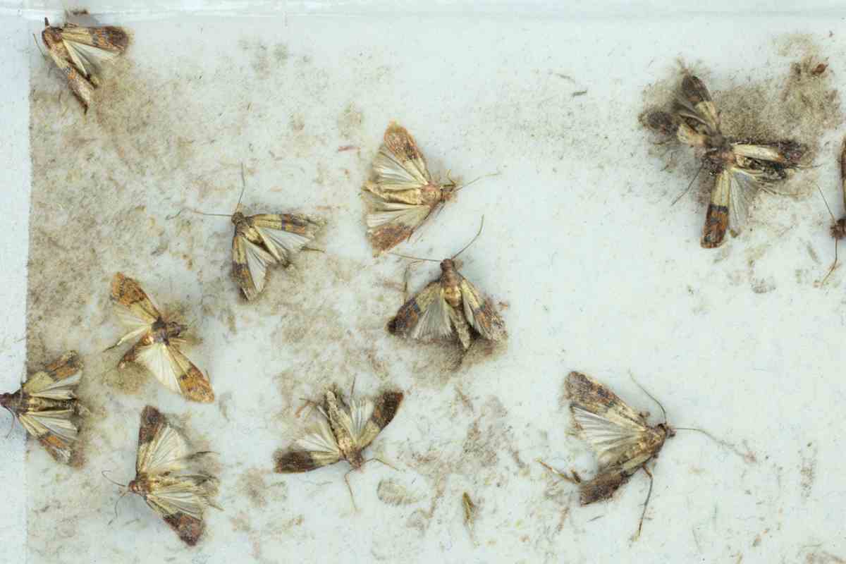 Farfalline della farina