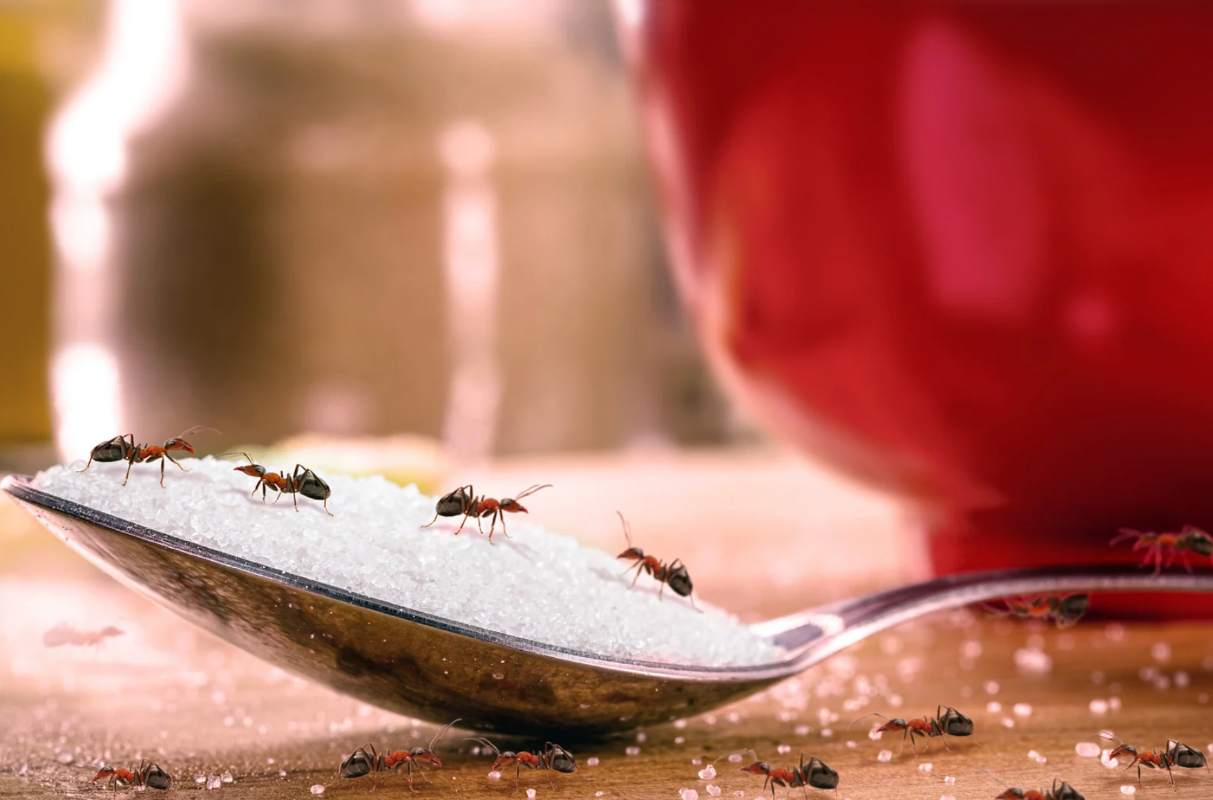 Cucchiaio di zucchero con formiche sopra