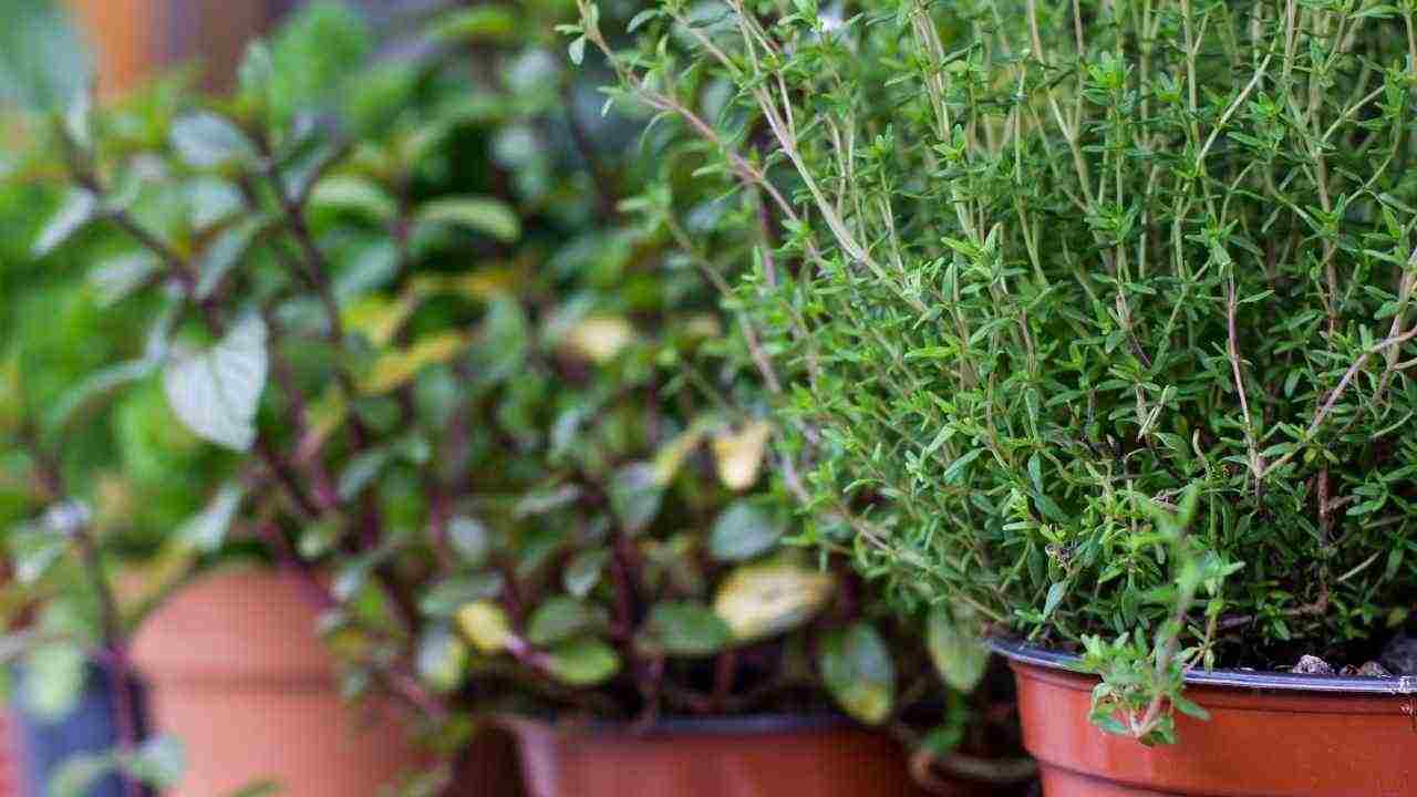4 spezie da tenere in balcone - Culinaria.it