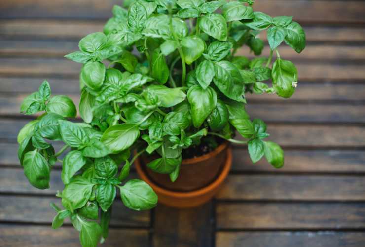 Basilico errore da non commettere - Culinaria