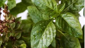 Basilico errore da non commettere - Culinaria