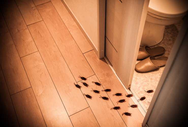Blatte che orrore in casa come allontanarle - Culinaria.it