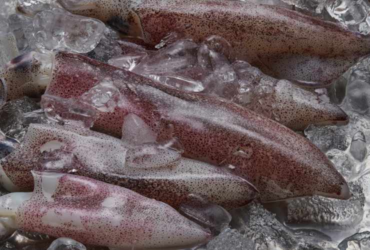 Calamari freschi -Culinaria.it