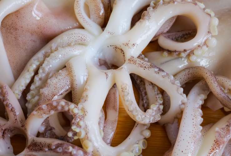 Tentacoli puliti del calamaro - Culinaria.it